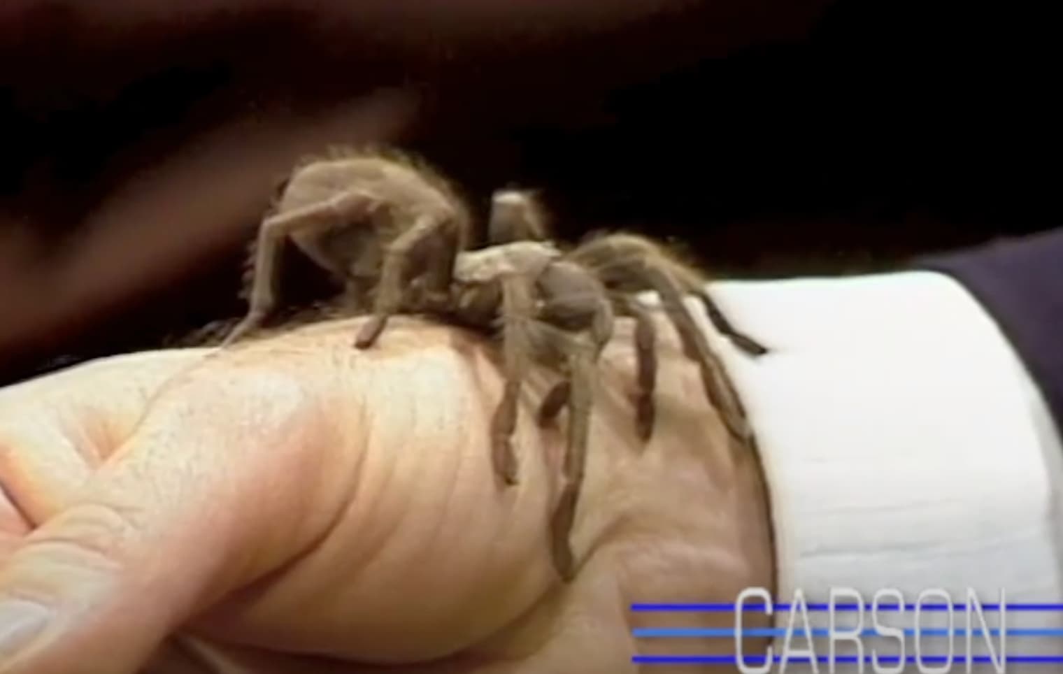 Carson braves a tarantula on his hand. 